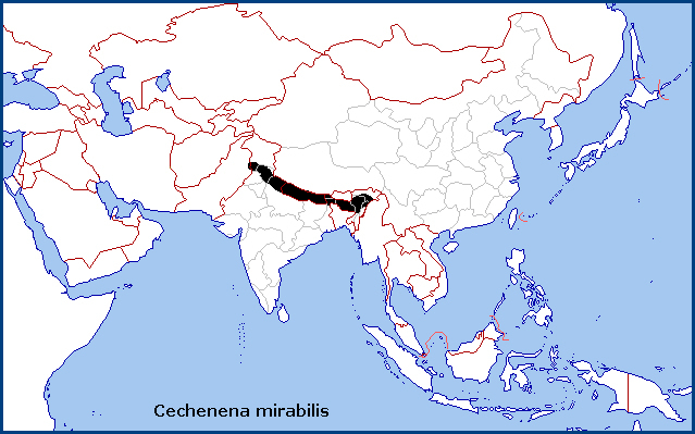 Global distribution of Cechenena mirabilis. Map: © Tony Pittaway.