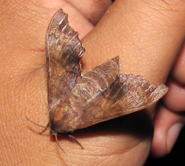 Female Cypoides parachinensis, Chirang, Bhutan, 7.vi.2012. Photo: © Jatishwor S. Irungbam.