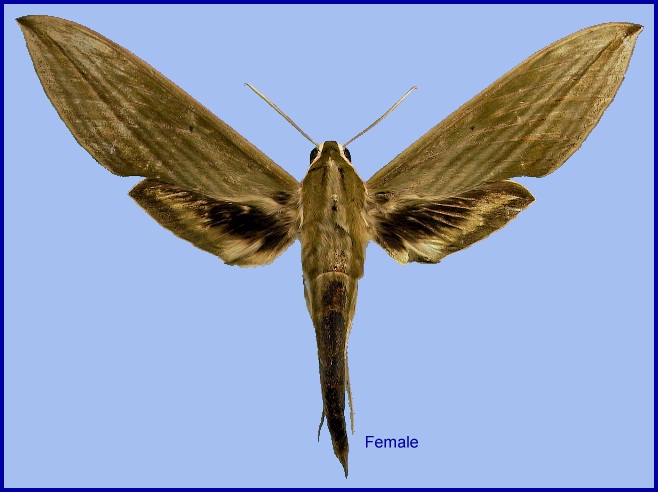 Female Cechetra subangustata. Photo: © NHMUK