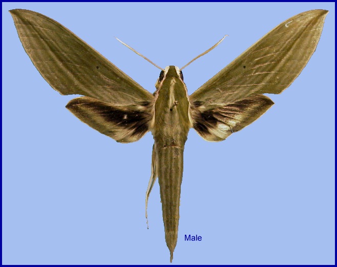 Male Cechetra subangustata. Photo: © NHMUK