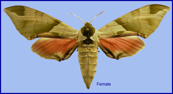 Female Callambulyx tatarinovii tatarinovii. Photo: © NHMUK