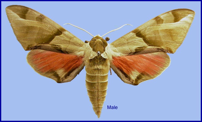 Male Callambulyx tatarinovii tatarinovii. Photo: © NHMUK