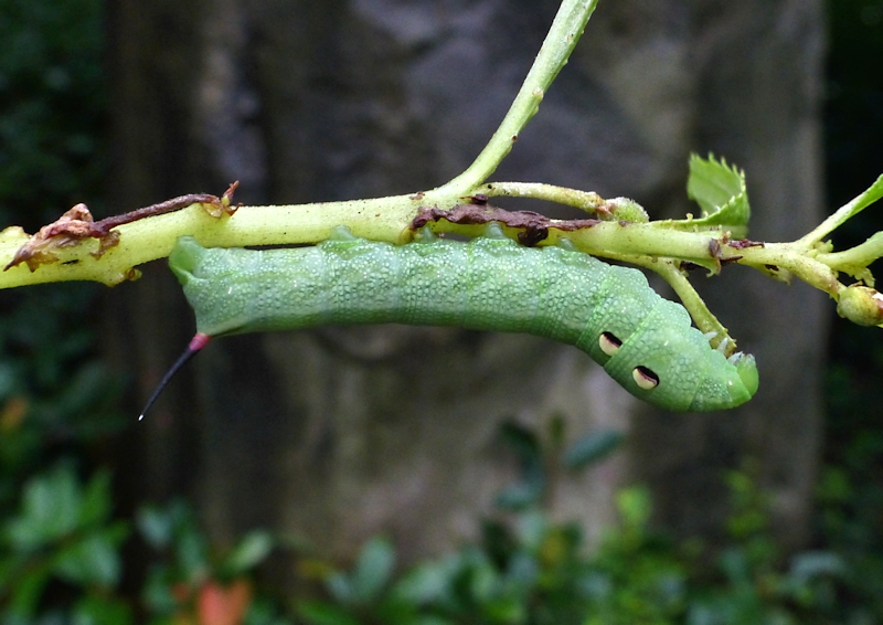 Fourth instar larva of Deilephila elpenor elpenor, Founding Zen Monastery, Houshanmen, West Tianmu Shan/Xitianmu Shan (near Lin'an), Zhejiang, China, 14.9.2016. Photo: © Tony Pittaway.