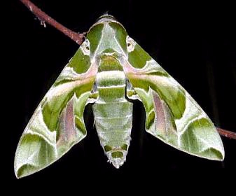 Male Daphnis nerii, Kuala Lumpur, Malaysia. Photo: © Wendy Lim.