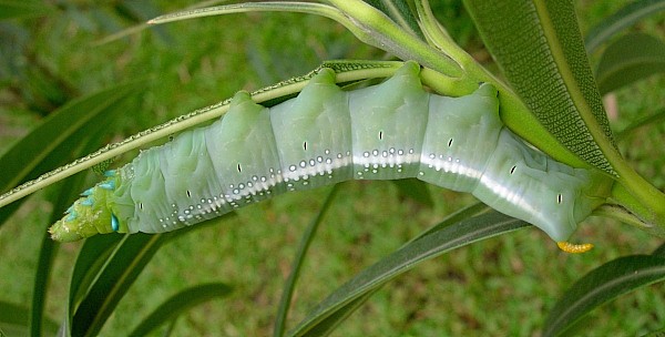 Full-grown blue-green larval form of Daphnis nerii, Bangkok, Thailand, 8.xii.2009. Photo: © Tony Pittaway.