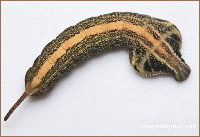 Pre-pupation larva of Enpinanga assamensis, Hong Kong, 2020. Photo: © WangDa Cheng.