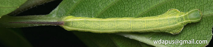 Fourth instar larva of Enpinanga assamensis, Hong Kong, 2020. Photo: © WangDa Cheng.