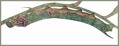 Full grown larva of Eupanacra busiris busiris. Image: Mell, 1922b