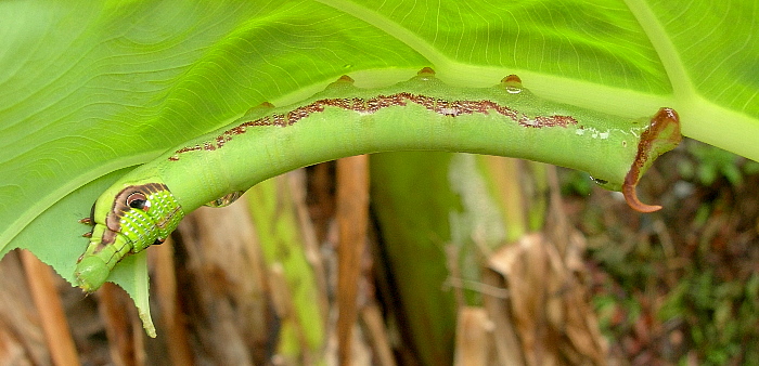 Full-grown final instar green form larva of Eupanacra mydon, Mai Chau, Hoa Binh Province, Vietnam, 29.iv.2011. Photo: © Tony Pittaway.