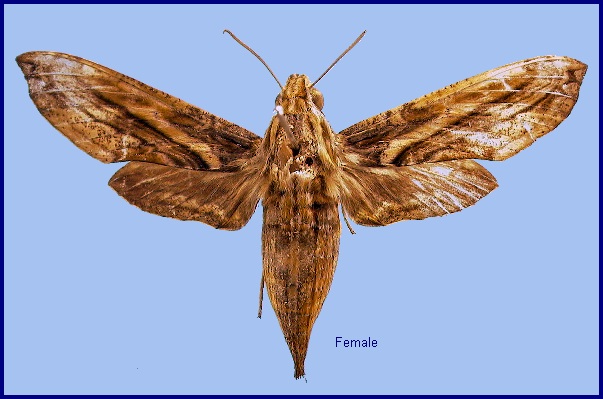 Female Eupanacra variolosa. Photo: © NHMUK