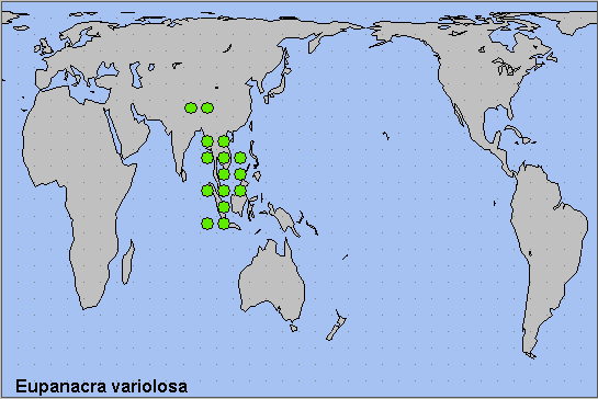 Global distribution of Eupanacra varilosa. Map: © NHMUK.