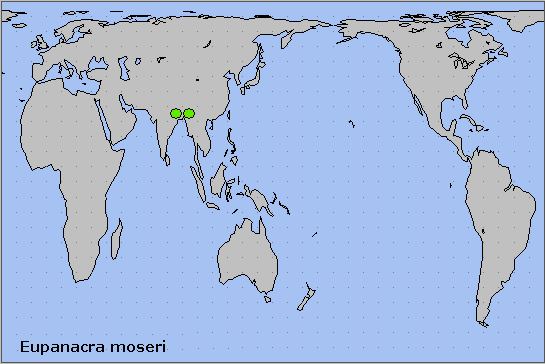 Global distribution of Eupanacra moseri. Map: © NHMUK.
