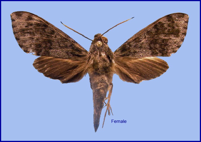 Female Griseosphinx preechari. Photo: © NHMUK