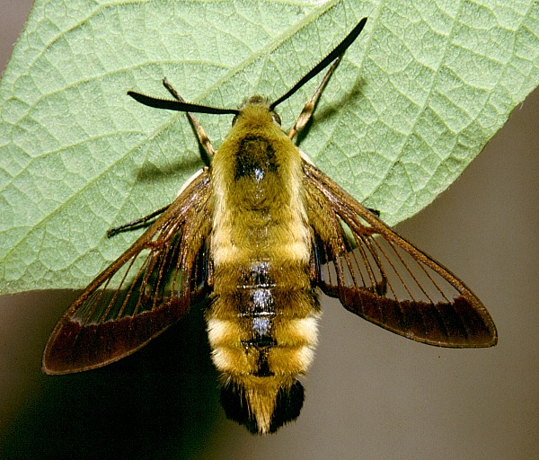 Resting male of Hemaris affinis, Beijing, China. Photo: © Tony Pittaway.