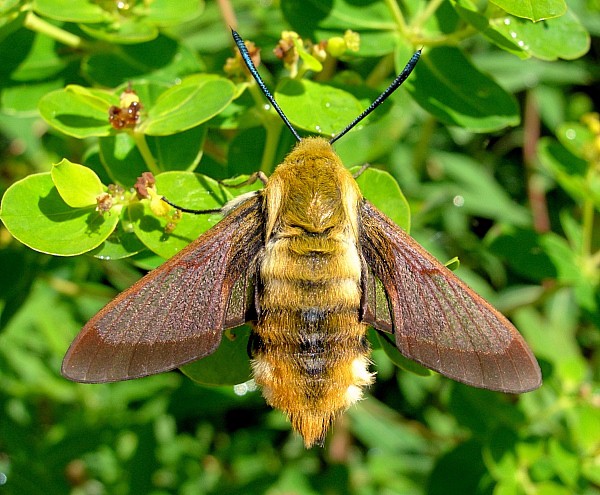 Resting female of Hemaris affinis before first flight, Beijing, China. Photo: © Tony Pittaway.