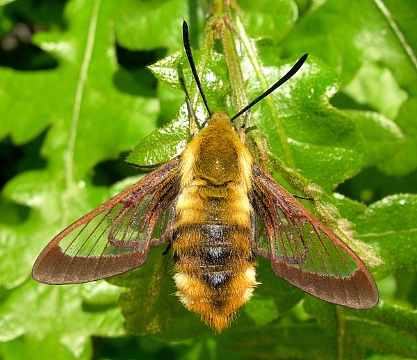 Resting female of Hemaris affinis after first flight, Beijing, China. Photo: © Tony Pittaway.