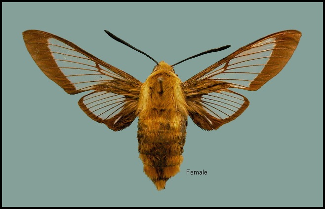 Female Hemaris affinis. Photo: © NHMUK