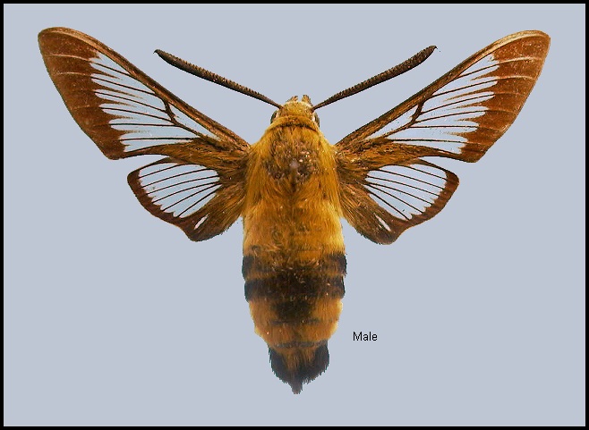 Male Hemaris affinis. Photo: © NHMUK