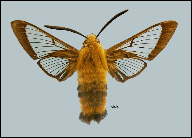 Male Hemaris affinis. Photo: © NHMUK