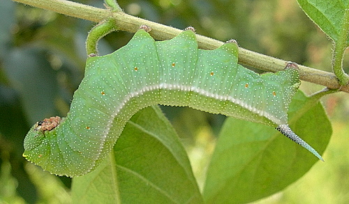 Full-grown blue-green form larva of Hemaris affinis, Beijing, China, 6.ix.2005. Photo: © Tony Pittaway