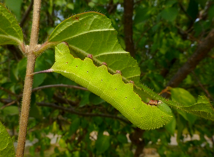 Final instar green form larva of Hemaris affinis, Beijing Botanical Garden, China, 4.x.2013. Photo: © Tony Pittaway