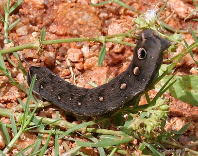 Full grown brown form larva of Hippotion boerhaviae, Andhra Pradesh, India. Photo: © J. M. Garg.