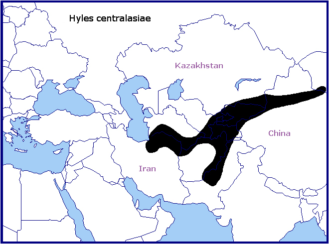 Global distribution of Hyles centralasiae. Map: © Tony Pittaway.