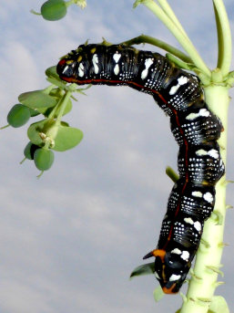 Final instar larva of Hyles exilis, Buryatia, Russia. Photo: © Jurgen Vanhoudt.