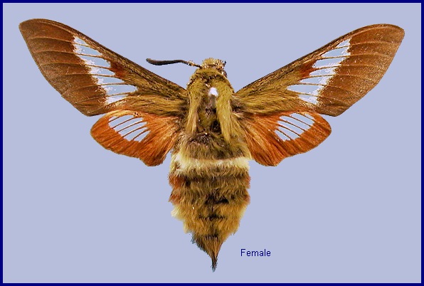 Female Hemaris ducalis ducalis. Photo: © NHMUK