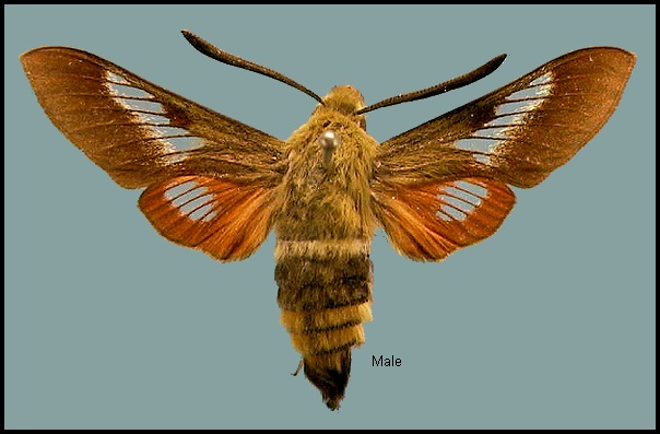 Male Hemaris ducalis ducalis. Photo: © NHMUK