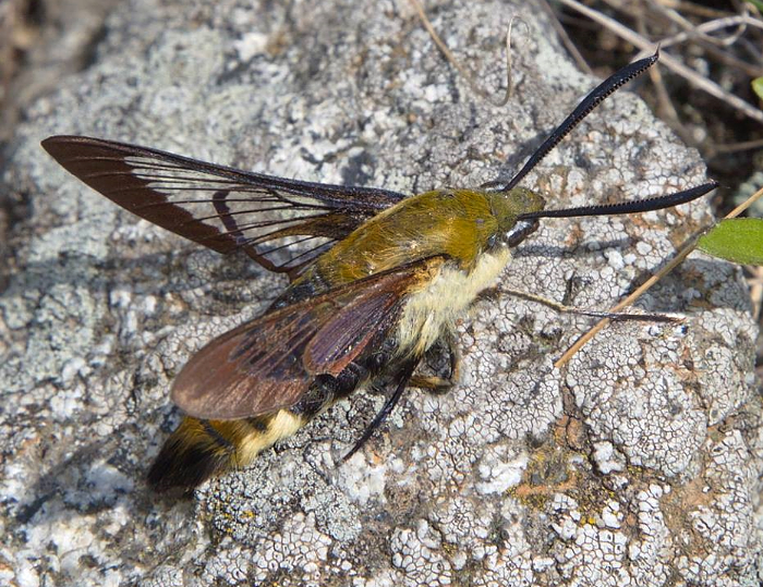 Male Hemaris ottonis (cold), Knight Bay, Khasan District, Primorskiy Krai, Russian Far East, 4.vii.2014. Photo: © Evgenij Komarov.