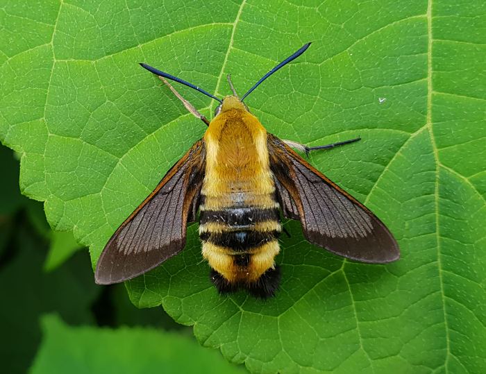 Female Hemaris ottonis with pre-flight scales, Khasan District, Primorskiy Krai, Russian Far East. Photo: © Andrey Zagorinskiy.