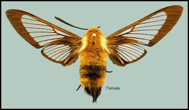 Female Hemaris ottonis. Photo: © NHMUK