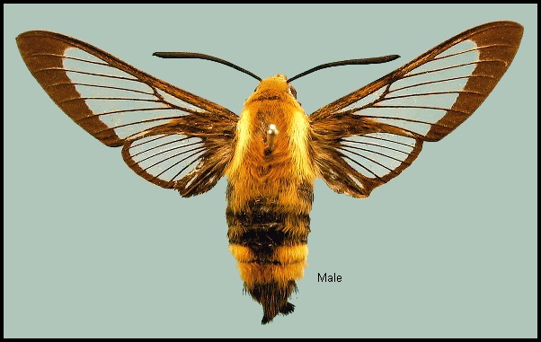 Male Hemaris ottonis. Photo: © NHMUK