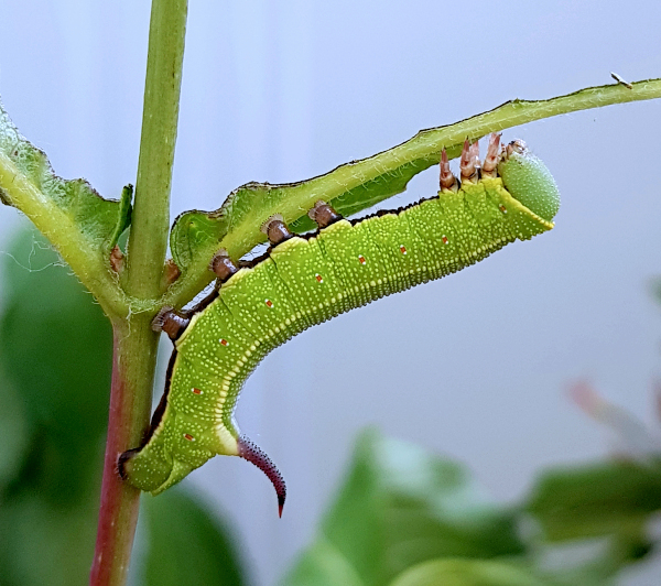 Part grown final instar larva of Hemaris ottonis (bred), Andreevka, Khasan District, Primorskiy Krai, Russian Far East, 19.vi.2018. Photo: © Serge Yevdoshenko.