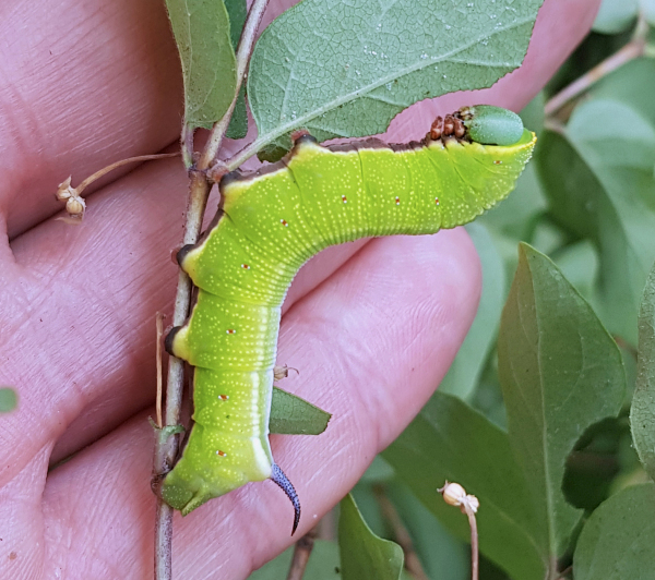 Final instar larva of Hemaris ottonis (bred), Andreevka, Khasan District, Primorskiy Krai, Russian Far East, 21.vi.2018. Photo: © Serge Yevdoshenko.