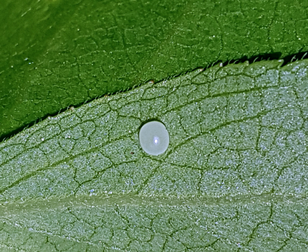 Egg of Hemaris ottonis, Andreevka, Khasan District, Primorskiy Krai, Russian Far East, 30.v.2018. Photo: © Serge Yevdoshenko.