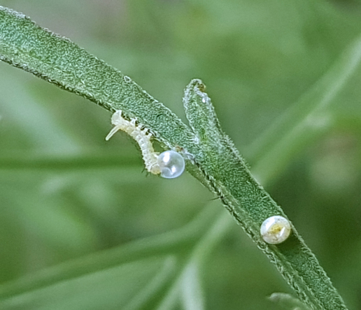 Newly emerged larva of Hemaris radians (bred), Andreevka, Khasan District, Primorskiy Krai, Russian Far East, 2018. Photo: © Serge Yevdoshenko.