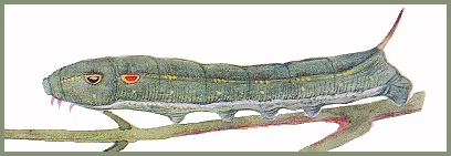 Full grown larva of Hippotion rafflesii rafflesii. Image: Mell, 1922b