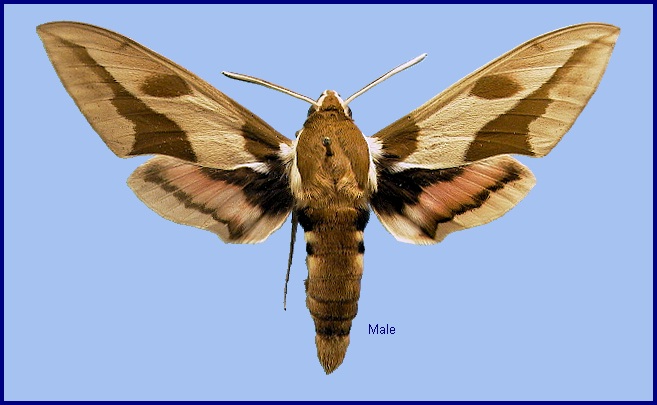 Male Hyles nicaea sheljuzkoi. Photo: © NHMUK