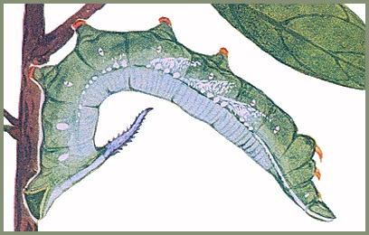 Full grown green form larva of Hayesiana triopus. Image: Mell, 1922b