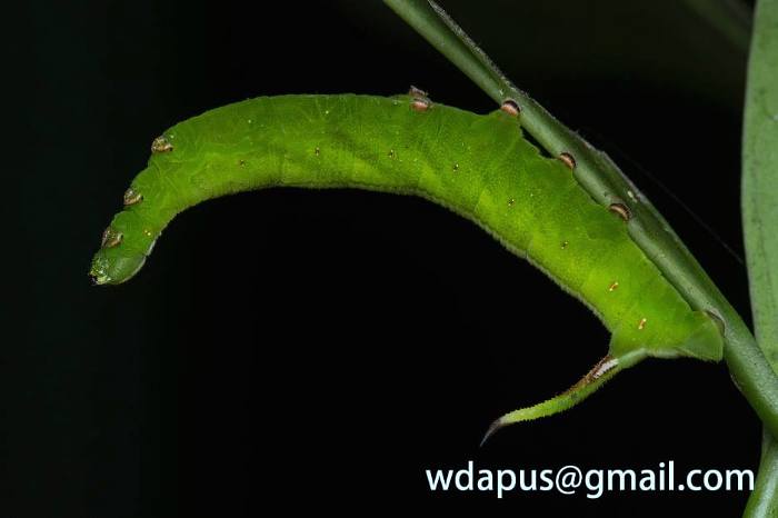 Penultimate instar green form larva of Hayesiana triopus, Xishuangbanna, Yunnan, China. Photo: © WangDa Cheng