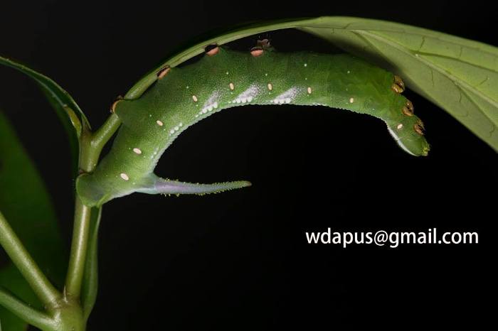Final instar green form larva of Hayesiana triopus, Xishuangbanna, Yunnan, China. Photo: © WangDa Cheng