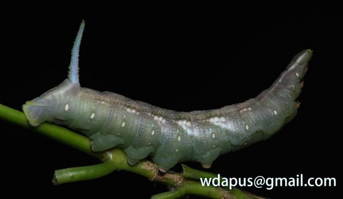 Final instar green form larva of Hayesiana triopus (pre-pupation colour), Xishuangbanna, Yunnan, China. Photo: © WangDa Cheng