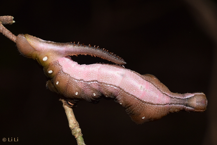 Final instar red form larva of Hayesiana triopus on Adina pilulifera, Dongguan, Guangdong, China. Photo: © Li Li.