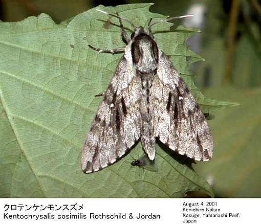 Disturbed Kentrochrysalis consimilis, Japan. Photo: © Kenichiro Nakao.