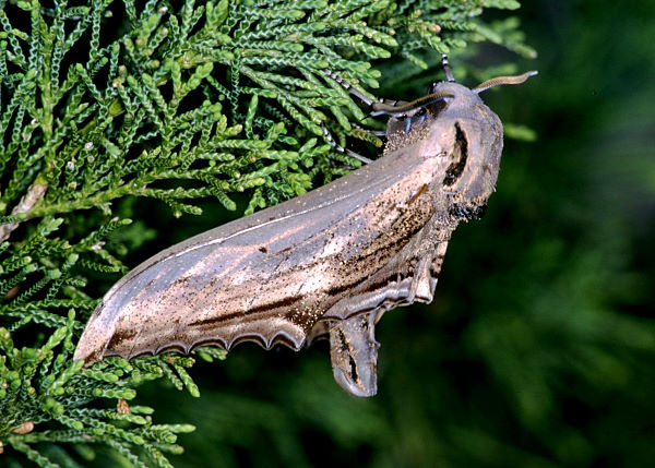 Adult Langia zenzeroides formosana, Taiwan. Photo: © Felix Lin.