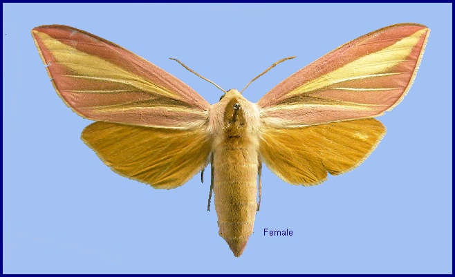 Female Leucophlebia lineata. Photo: © NHMUK