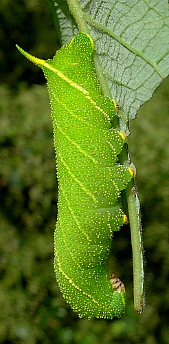 Full-grown green form larva of Laothoe populi populi, England. Photo: © Tony Pittaway.