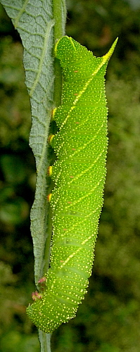 Full-grown green form larva of Laothoe populi populi, England. Photo: © Tony Pittaway.